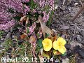 Blumen und Vögel im Winter 1 (3)